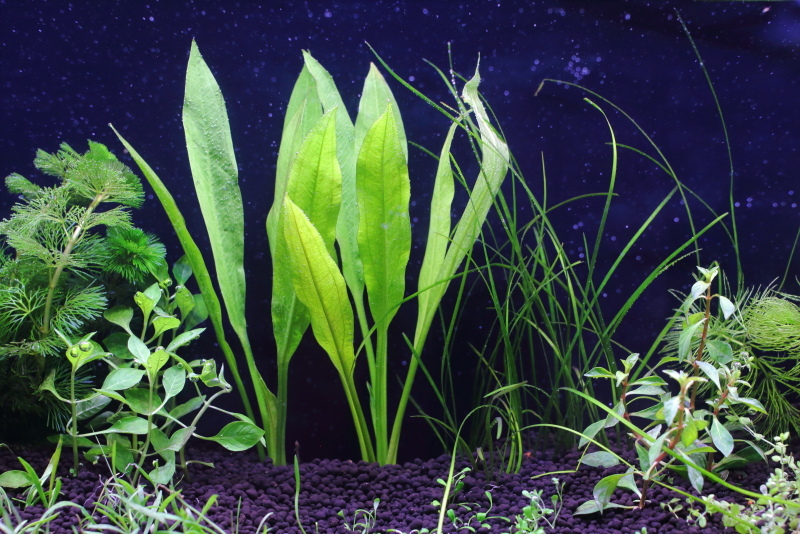 植栽から1日目　アマゾンソード